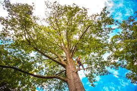 Best Lawn Maintenance Plans  in Powdersville, SC