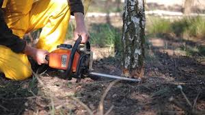 Best Stump Grinding and Removal  in Powdersville, SC