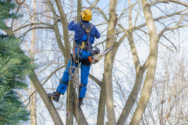 Powdersville, SC Tree Care Company