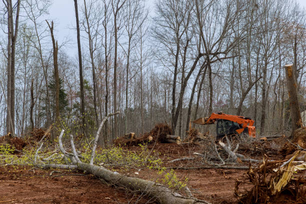 Best Tree Removal  in Powdersville, SC