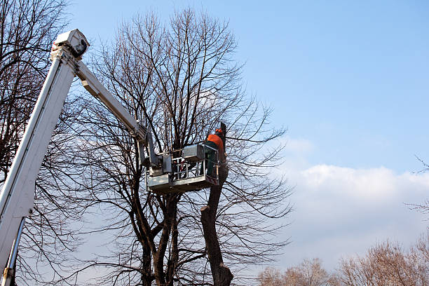 Best Arborist Consultation Services  in Powdersville, SC