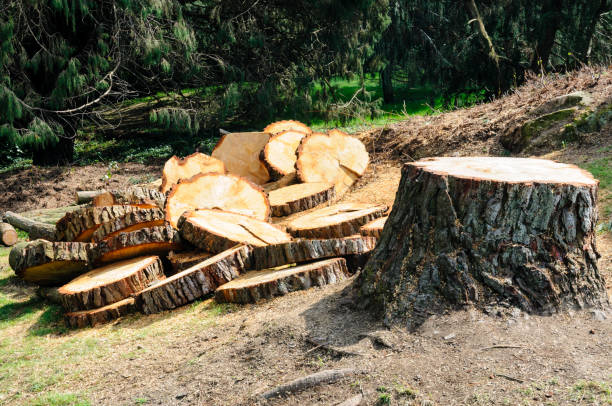 How Our Tree Care Process Works  in  Powdersville, SC